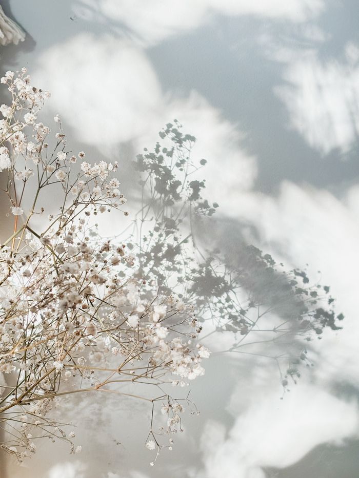 Ethereal Gypsophila casting shadows on a soft, sunlit surface.